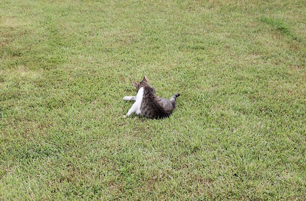 結いの浜の芝生の上で、足を広げて毛づくろいを始めたキュートなネコの後ろ姿