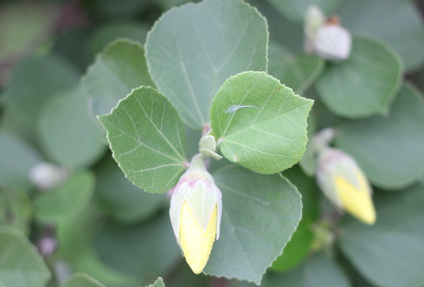 ハマボウの葉を小さい蕾の写真