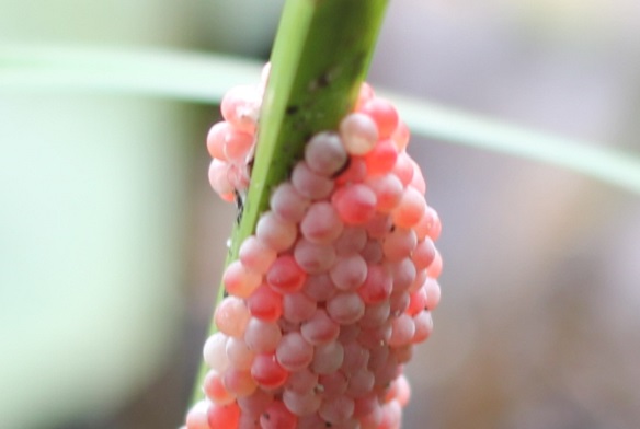ジャンボタニシのピンクの卵のアップ写真