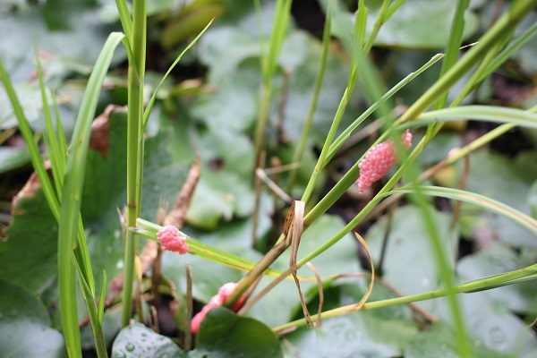 スイレン園、水草にジャンボタニシのピンクの卵が産み付けられてる様子の写真