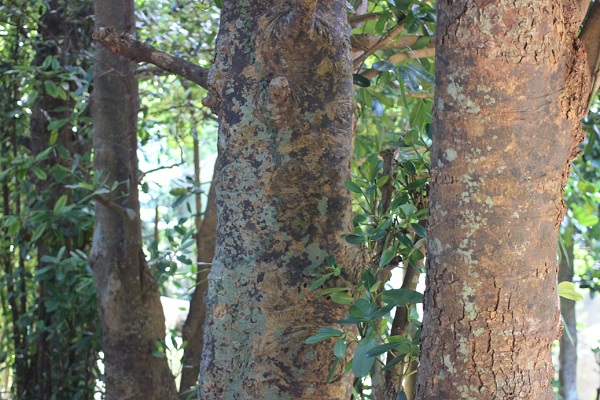 備瀬のフクギ並木にある大きく育ったフクギの木、幹の様子の写真