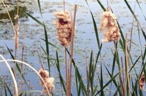 ガマ(蒲)の穂の特徴や様子~フランクフルトみたいな面白い植物 | 優しい雨