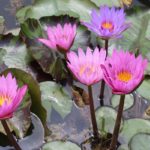 池に咲く鮮やかな熱帯性スイレンの花の写真