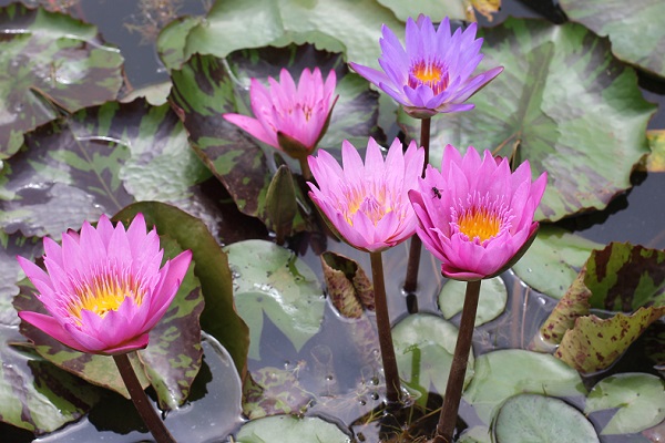 池に咲く鮮やかな熱帯性スイレンの花の写真