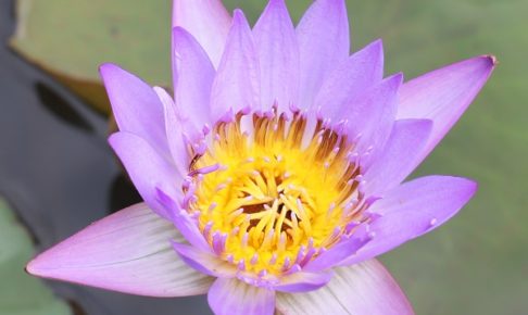 スイレン園に咲いていた紫色の熱帯性スイレンの花の写真