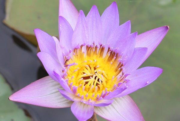 スイレン園に咲いていた紫色の熱帯性スイレンの花の写真