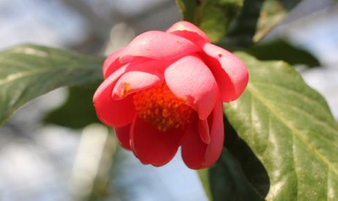 ピクエチアーナの花の写真