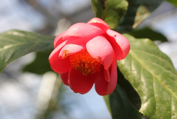 ピクエチアーナの花の写真
