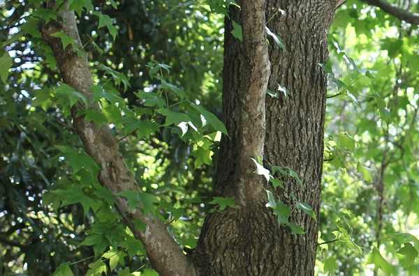モミジバフウの大きな木、幹と葉の様子の写真