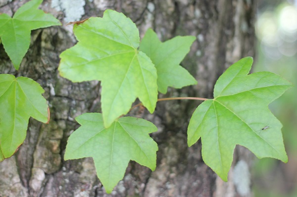 大きな幹から飛び出すモミジバフウの葉の写真