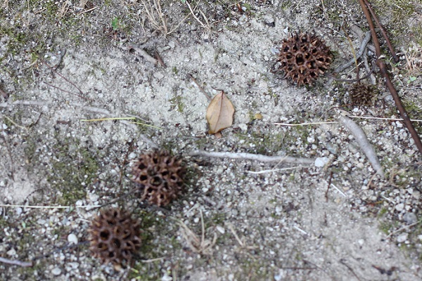 モミジバフウの茶色の実（昨年のもの）が地面に落ちてる様子の写真