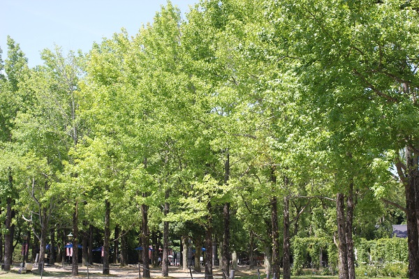 モミジバフウの並木、新緑が美しい写真