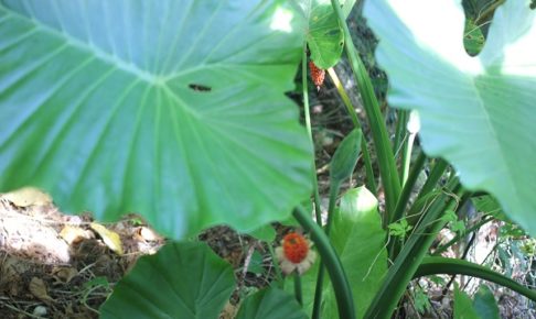 沖縄で見かけた大きなクワズイモの葉と実の写真