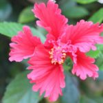 沖縄で見かけたハイビスカスの花の写真