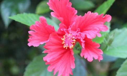 沖縄で見かけたハイビスカスの花の写真