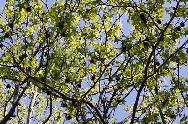 モミジバフウの若葉、そして茶色の実がなってる様子の木の写真