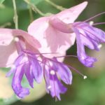 チャイニーズハットの花のアップ写真