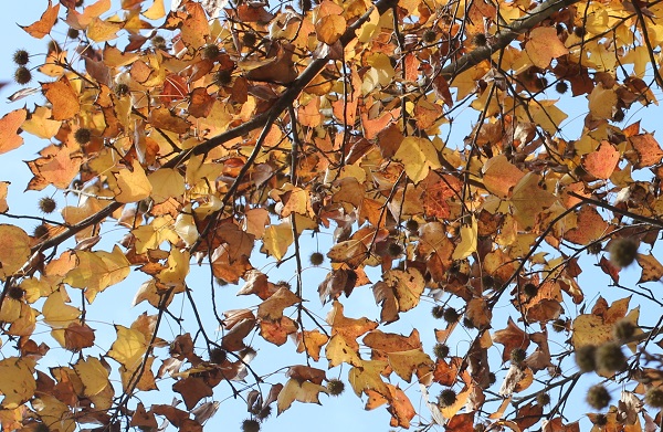 秋の終わり、モミジバフウがたくさんの実をつけた様子の写真