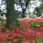 七ツ森古墳群に咲く満開の 彼岸花の写真