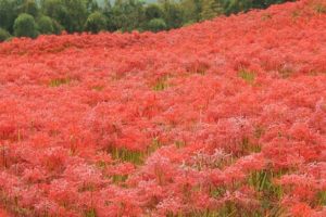 琴海、真っ赤な咲き乱れる彼岸花畑の写真