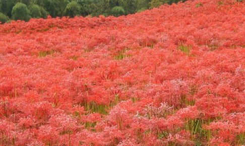 琴海、真っ赤な咲き乱れる彼岸花畑の写真