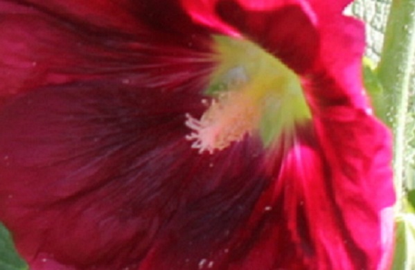 タチアオイ（葵）の花の中のアップ写真（雄しべ、雌しべ）