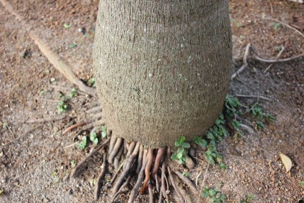 ヤエヤマヤシの根の写真