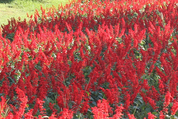 ヒコダイ公園の花壇に咲く真っ赤なサルビアの写真