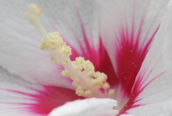 ムクゲ（槿　木槿）の花の中のアップ写真（雄しべや雌しべのようす）