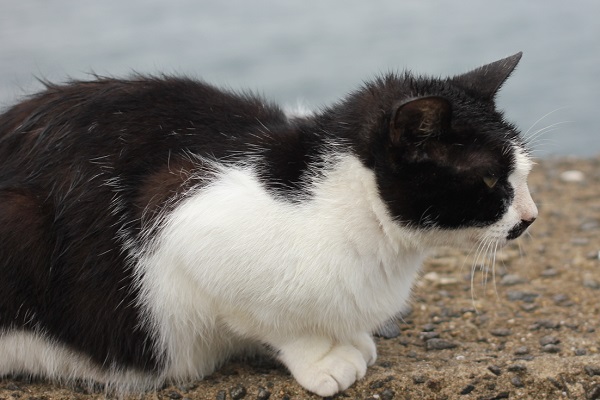 時津の海にいたネコの横姿の写真