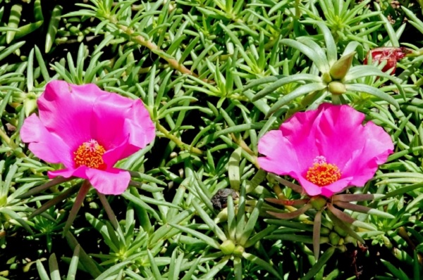 濃いピンクの松葉牡丹の写真