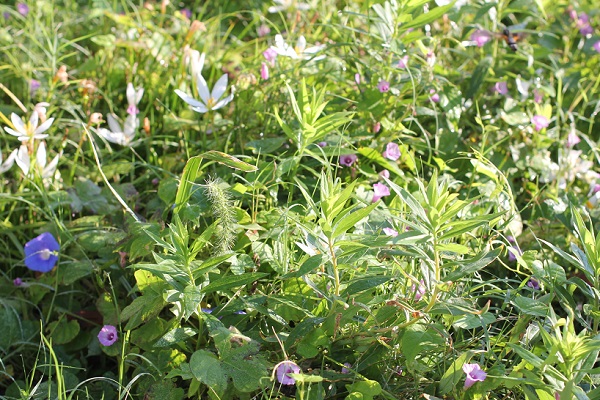 １０月のはじめの空き地、雑草やホシアサガオ、アサガオなどの花が咲いてる様子の写真