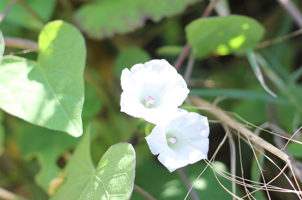 空き地に咲いてた白いマメアサガオの花と葉の写真