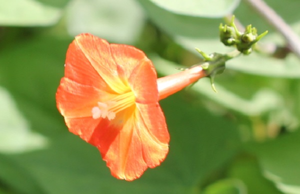 マルバコウソウの花のアップ写真