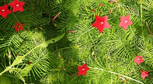 ルコウソウの花と葉の写真