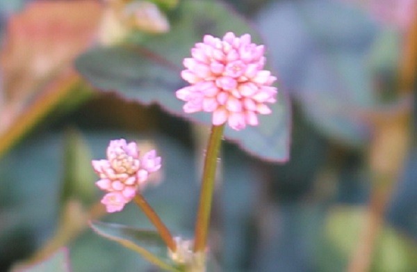 ピンクで愛らしいヒメツルソバの花のアップ写真
