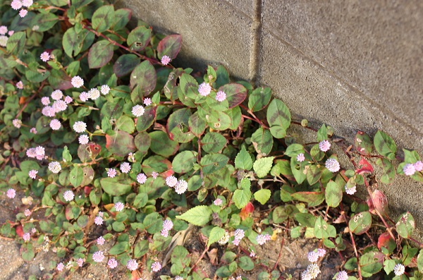 庭のコンクリートに繁殖しているヒメツルソバの写真