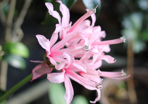 薄いピンクの上品なダイアモンドリリーの花の写真