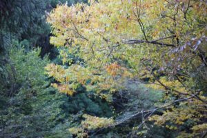 春日渓谷の紅葉の写真