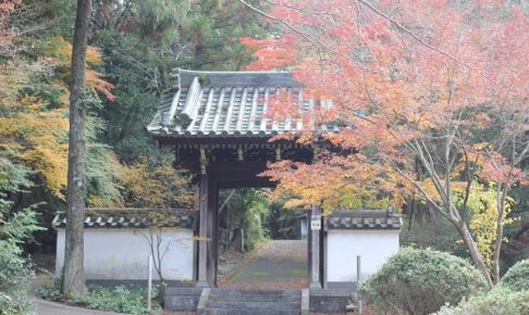 天祐寺の参道入り口の門と赤いモミジの写真