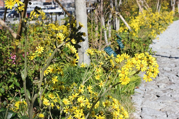 ミライon図書館の庭、ツワブキがたくさん咲いてる様子の写真