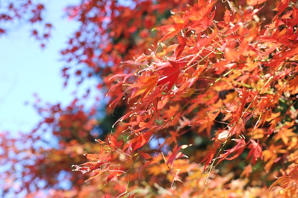 諏訪池、紅葉したモミジの写真