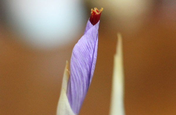 サフランの花のつぼみの写真