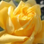 美しい黄色のバラの花（あゆみ）