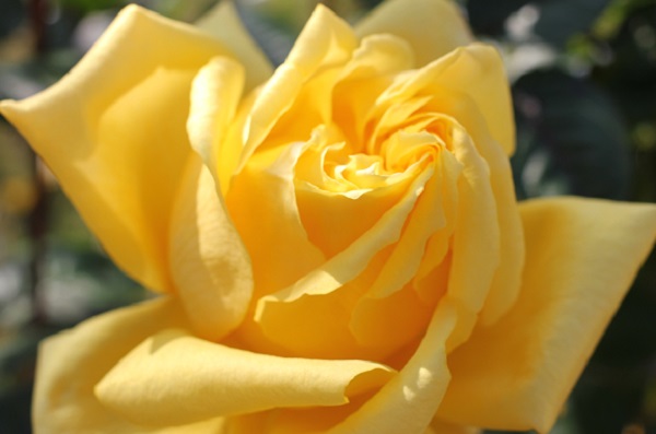 美しい黄色のバラの花（あゆみ）