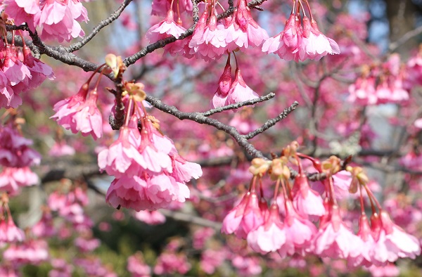 寒緋桜の花がさいてる様子の写真