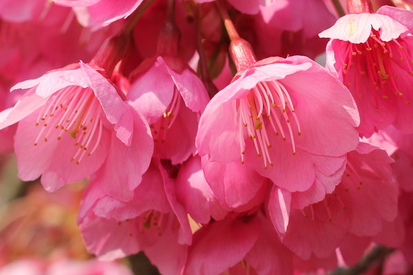 美しいヒカンザクラの花のアップ写真
