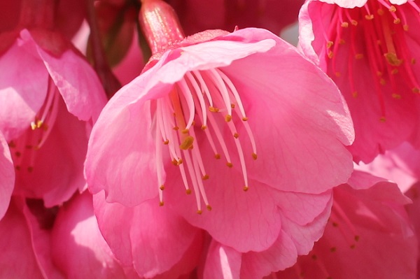 寒緋桜の花のアップ写真、雄しべや雌しべ