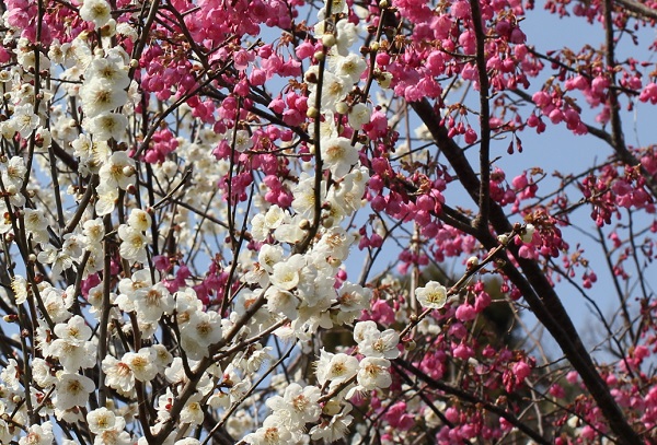 満開の寒緋桜と満開の白い梅の写真 アップ。