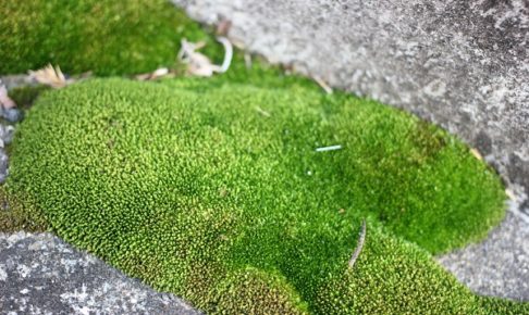 道端で見かけた緑の苔の写真
